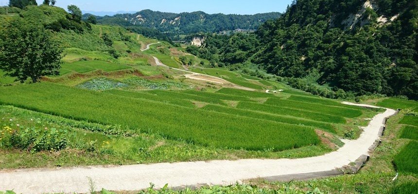 棚田の風景