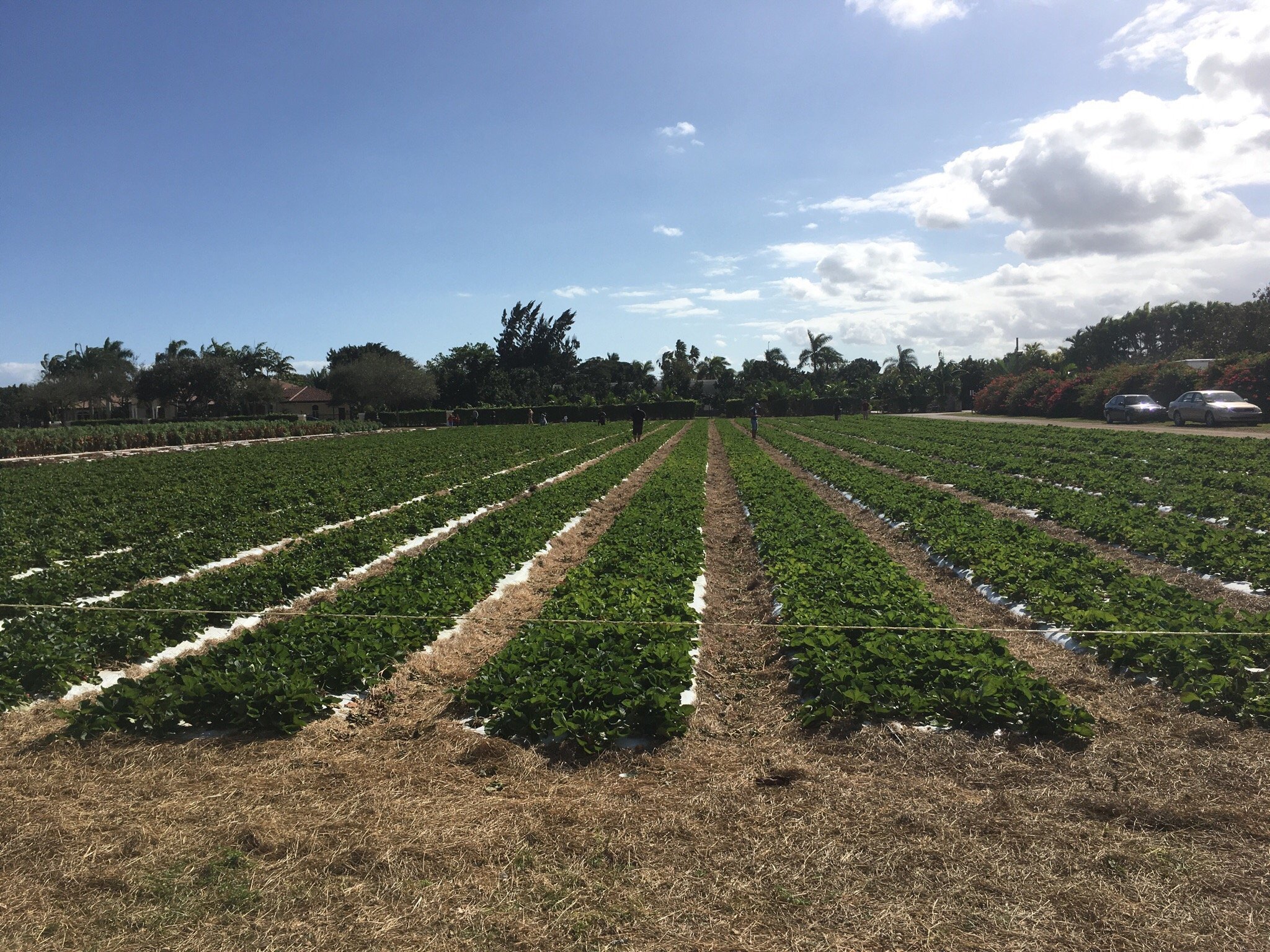 knaus berry farm pumpkin patch