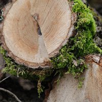 Logs