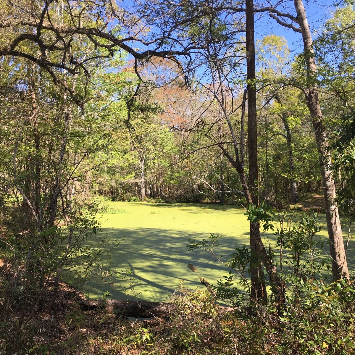 חוות דעת על ‪Natural Bridge Battlefield Historic State Park‬ - טלהאסי ...