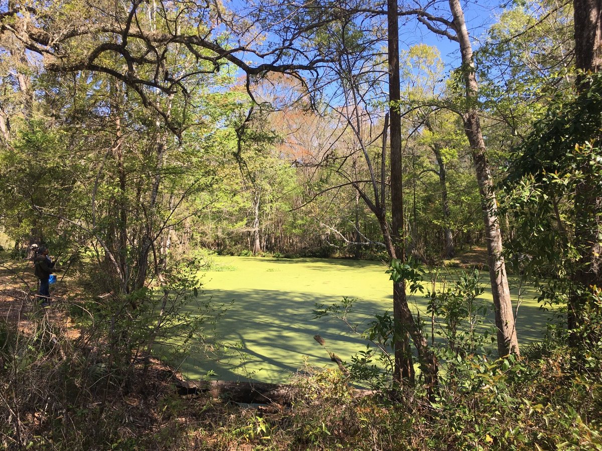 Where History and Nature Collide: Exploring Natural Bridge Battlefield Historic State Park