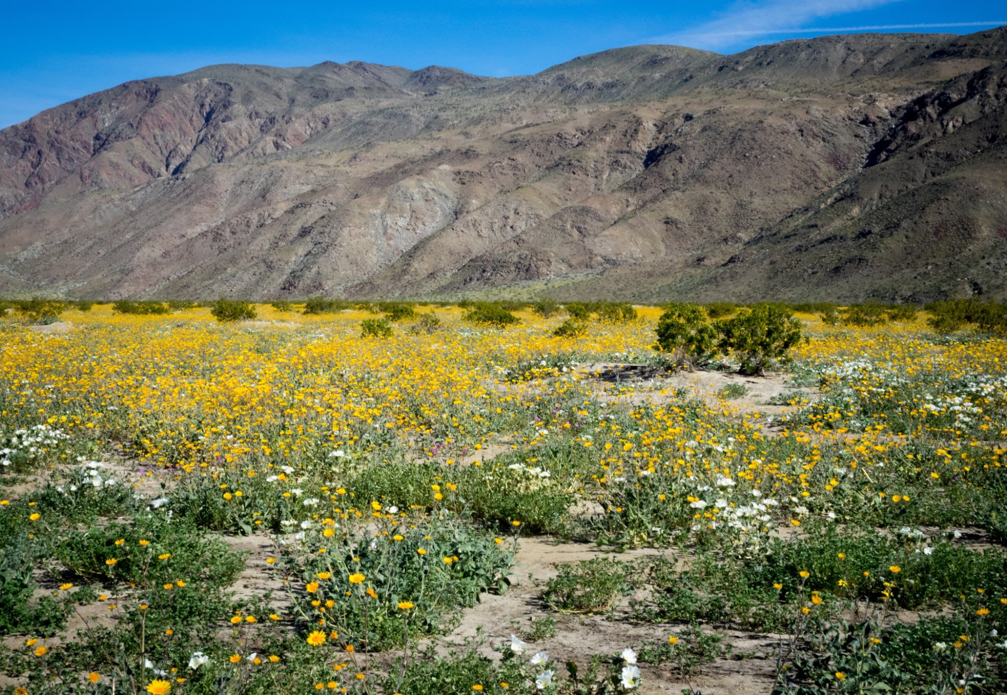 Anza-Borrego Desert State Park (Borrego Springs, Καλιφόρνια) - Κριτικές ...