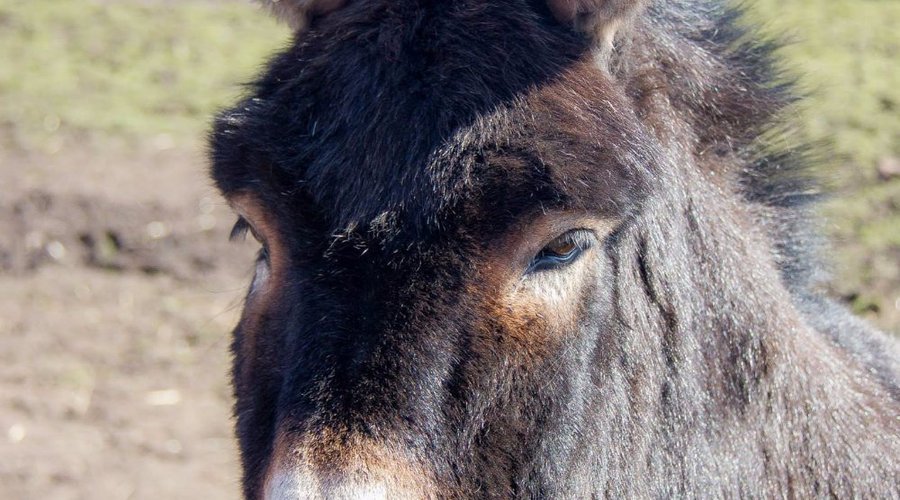 Jack the donkey
