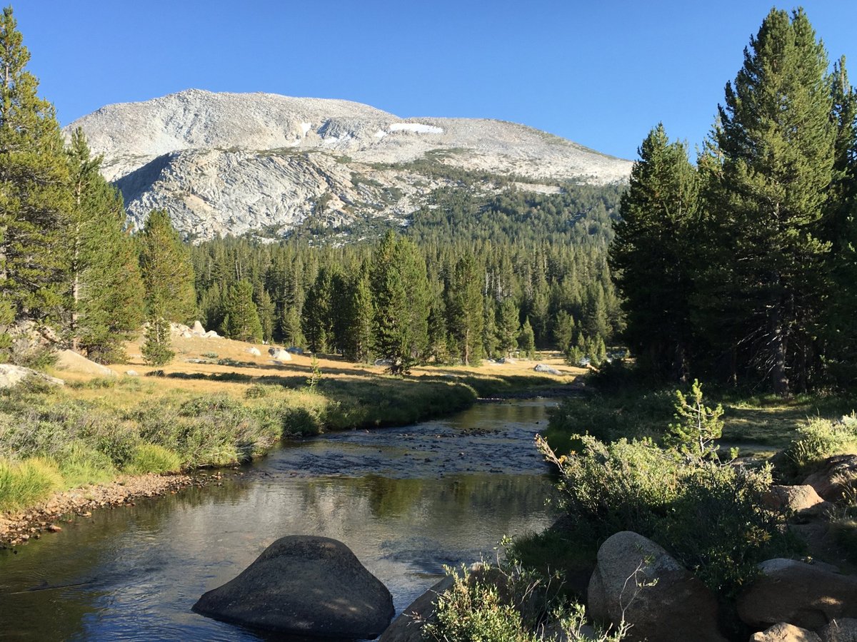 are dogs allowed in tuolumne meadows