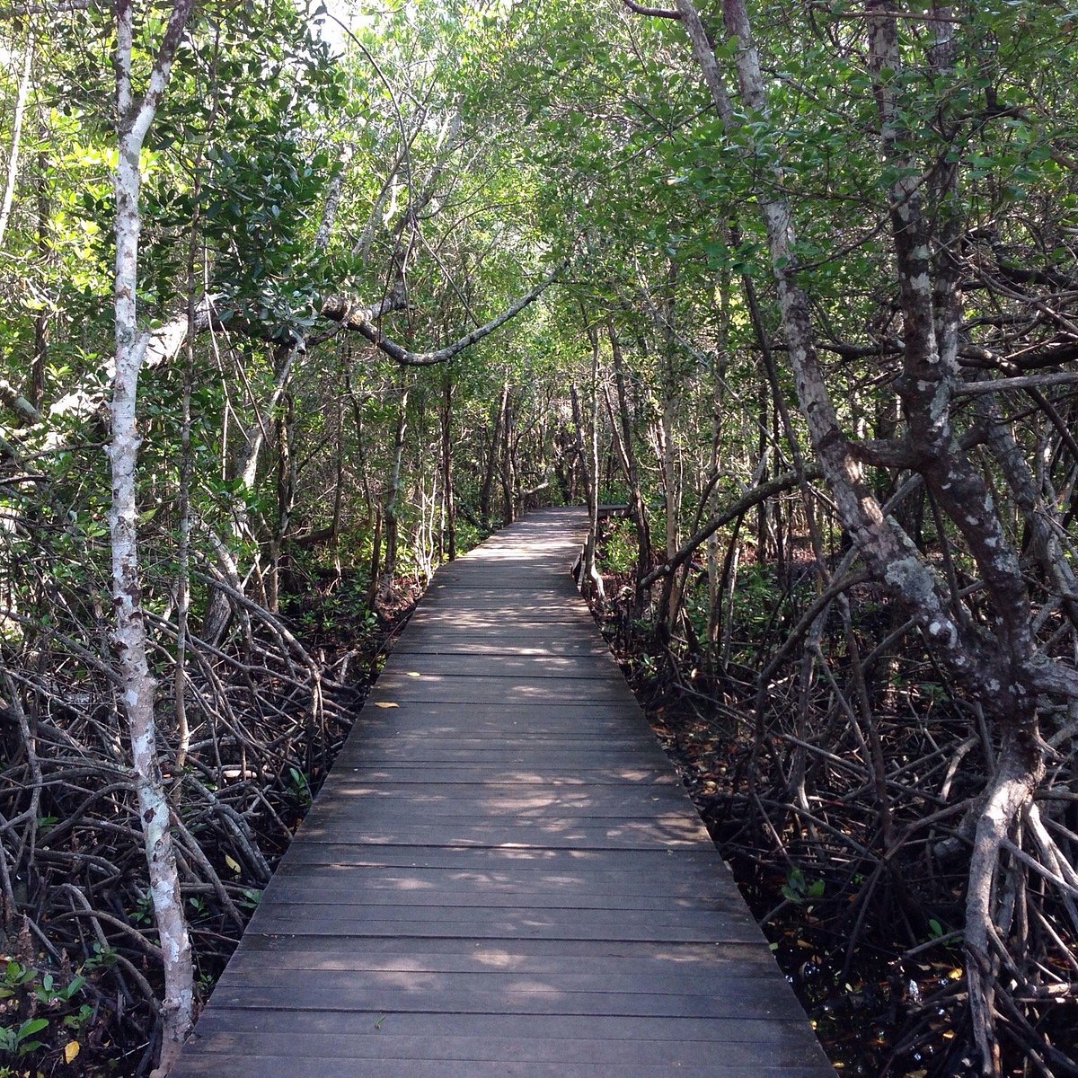 Природные зоны индонезии. Mangrove Forest.