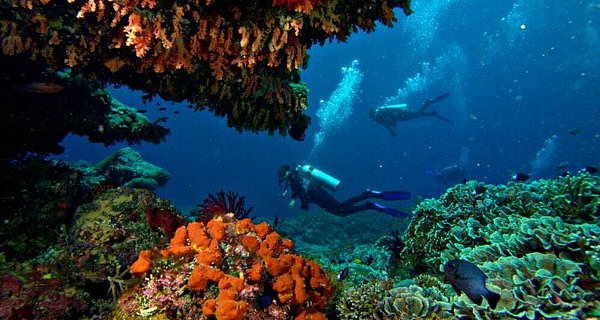 Coral Reef Sea Fan Leggings, Swim, SCUBA Dive, Surf