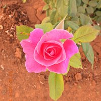 Flowers in the Rose garden