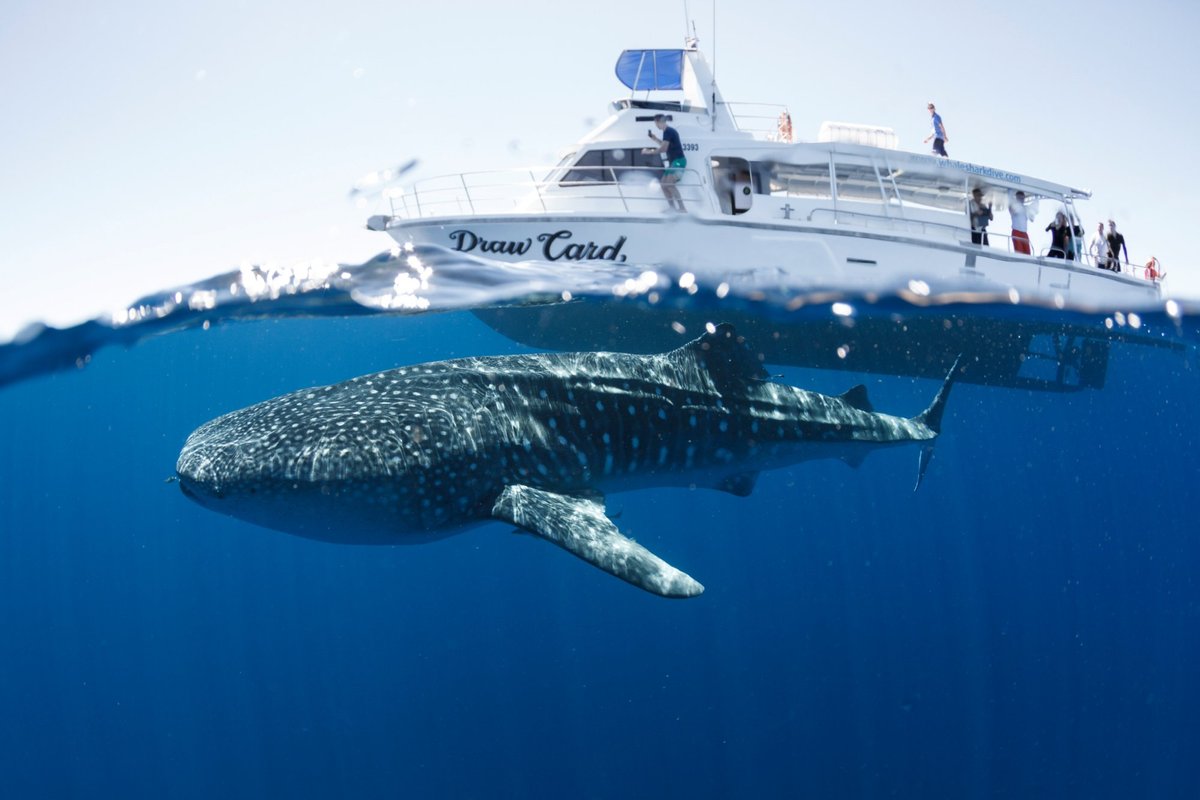 22年 Three Islands Whale Shark Dive 行く前に 見どころをチェック トリップアドバイザー