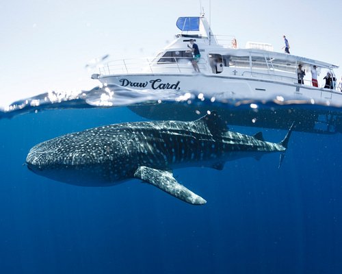 eco whale shark tours exmouth