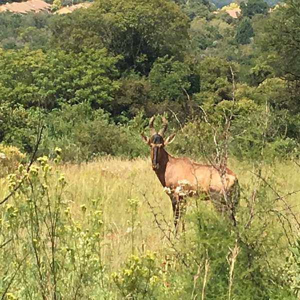 PRETORIA NATIONAL BOTANICAL GARDEN - All You Need to Know BEFORE You Go