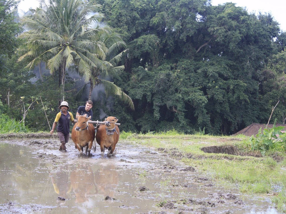 Bali Scenes (Abiansemal, Indonesia): Hours, Address - Tripadvisor