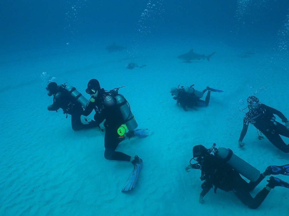 dive centres playa del carmen