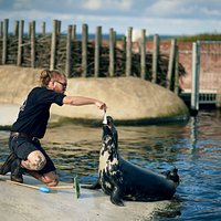 Daglige sælfodringer