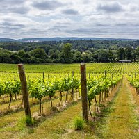 Stunning views over the Surrey Hills (photo credit @GreatBritishWine)