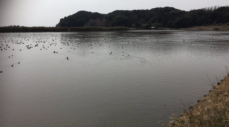 野鳥の集まる池