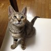 neko_don