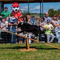 Dog agility show