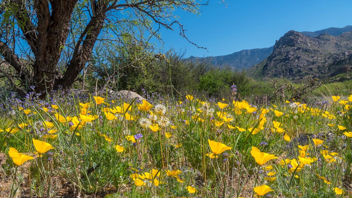 are dogs allowed at catalina state park