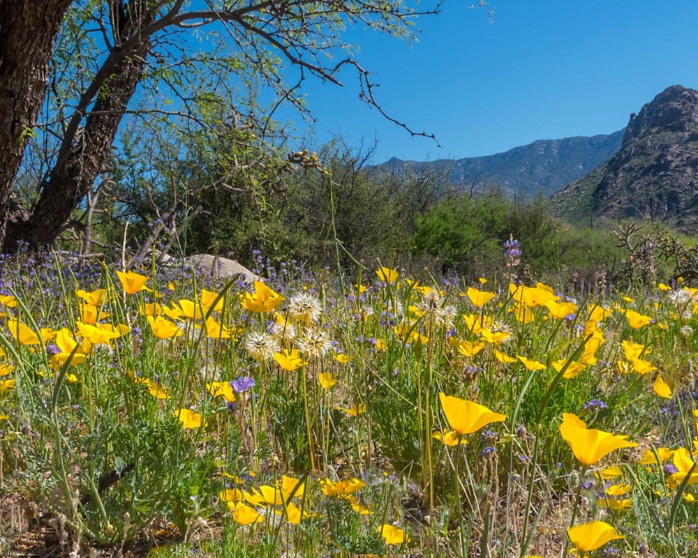 THE 15 BEST Things to Do in Tucson (2024) - Must-See Attractions