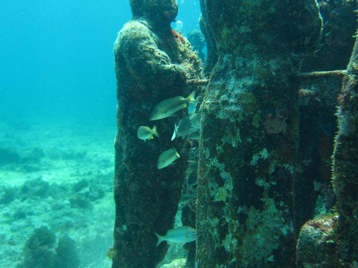 Aquanauts Dive Adventures Puerto Morelos All You Need To Know Before You Go Aquanauts Dive Adventures Puerto Morelos All You Need To Know Before You Go