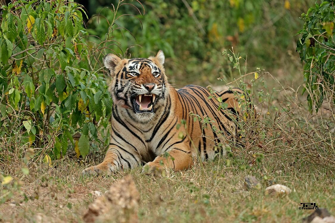 2024年 Sariska Tiger Reserve - 行く前に！見どころをチェック