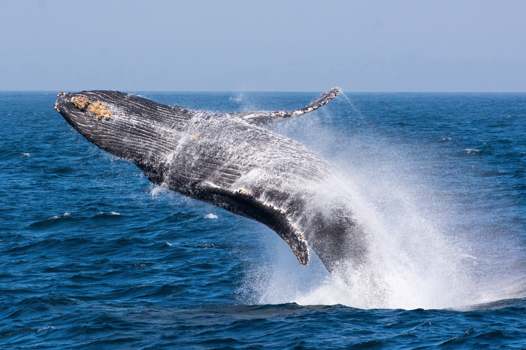 BLUE OCEAN WHALE WATCH (Moss Landing) - 2022 What to Know BEFORE You Go