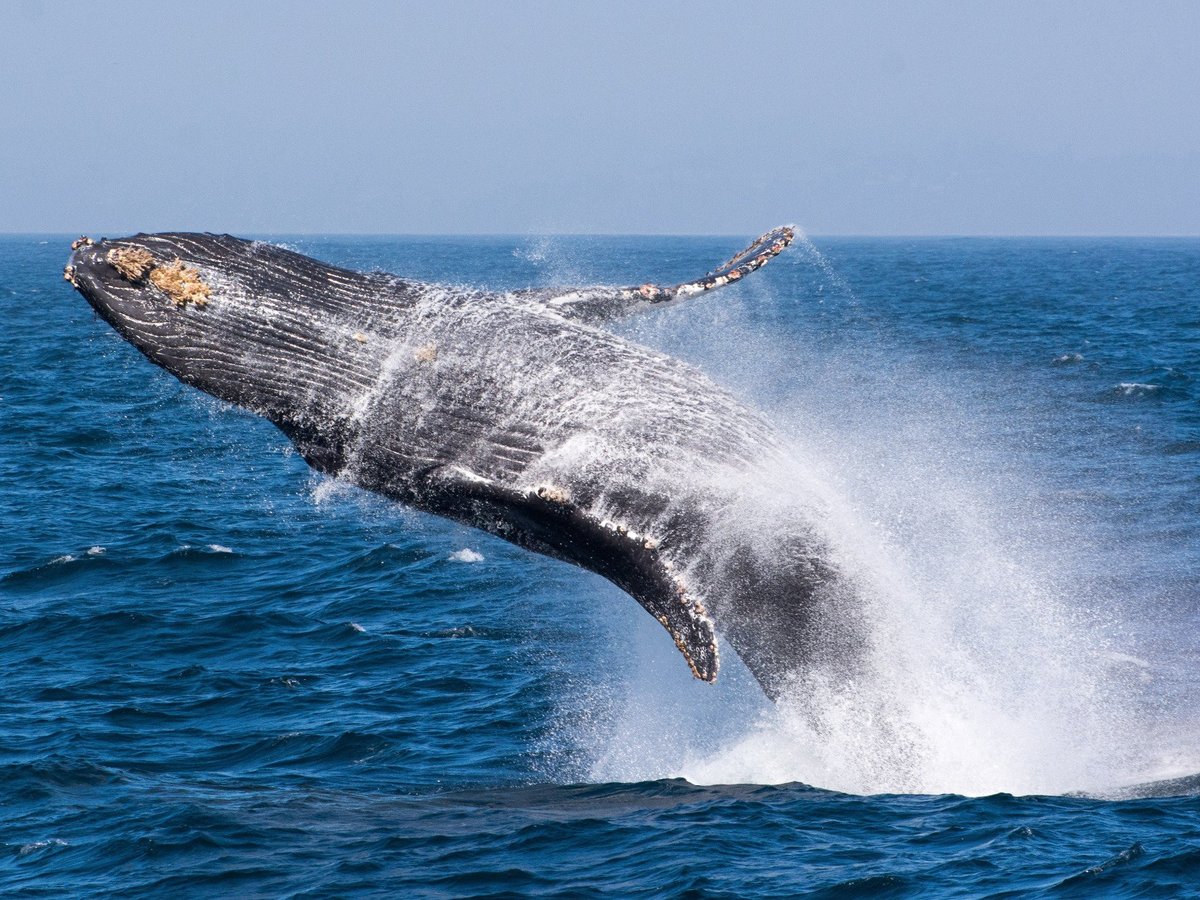 Blue Ocean Whale Watch (Moss Landing) - All You Need to Know BEFORE You Go