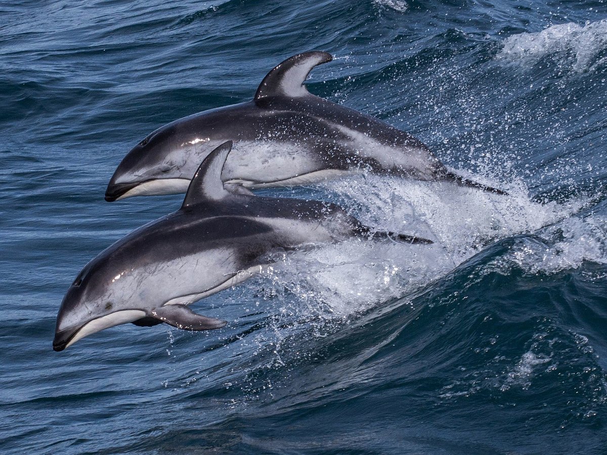 BLUE OCEAN WHALE WATCH (Moss Landing) - 2022 Qué saber antes de ir - Lo