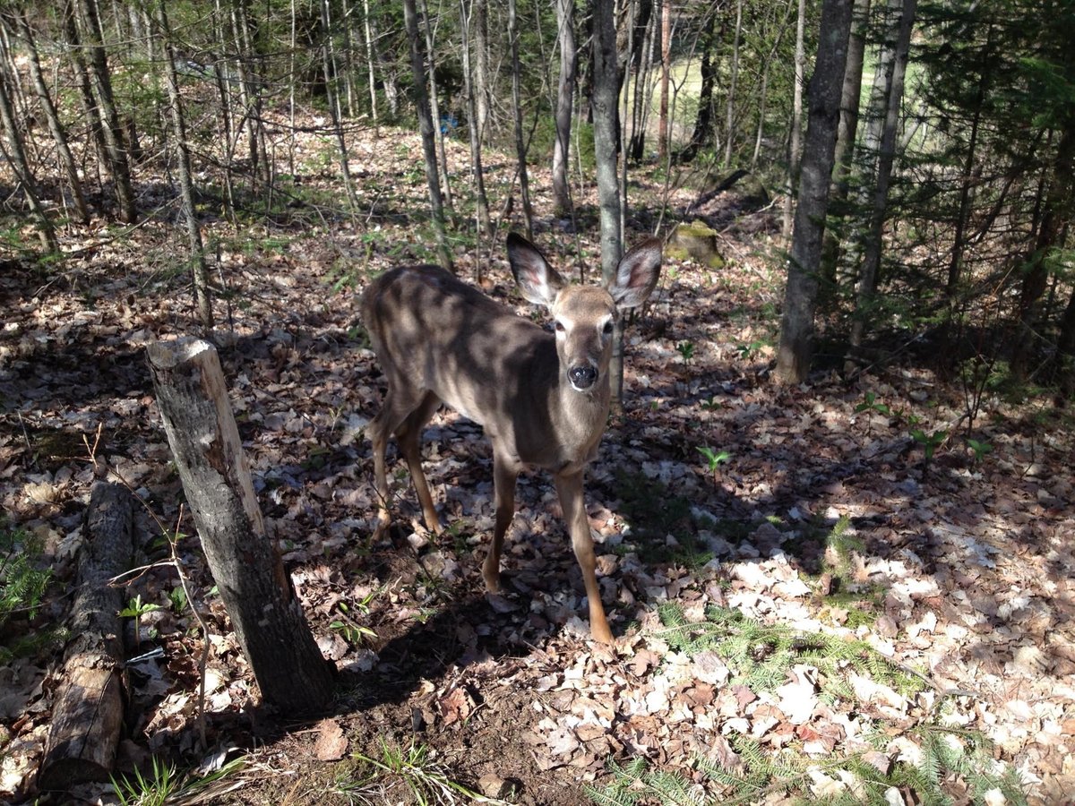 THE WOODS OF MINDEN HILLS - Prices & Campground Reviews (Ontario)