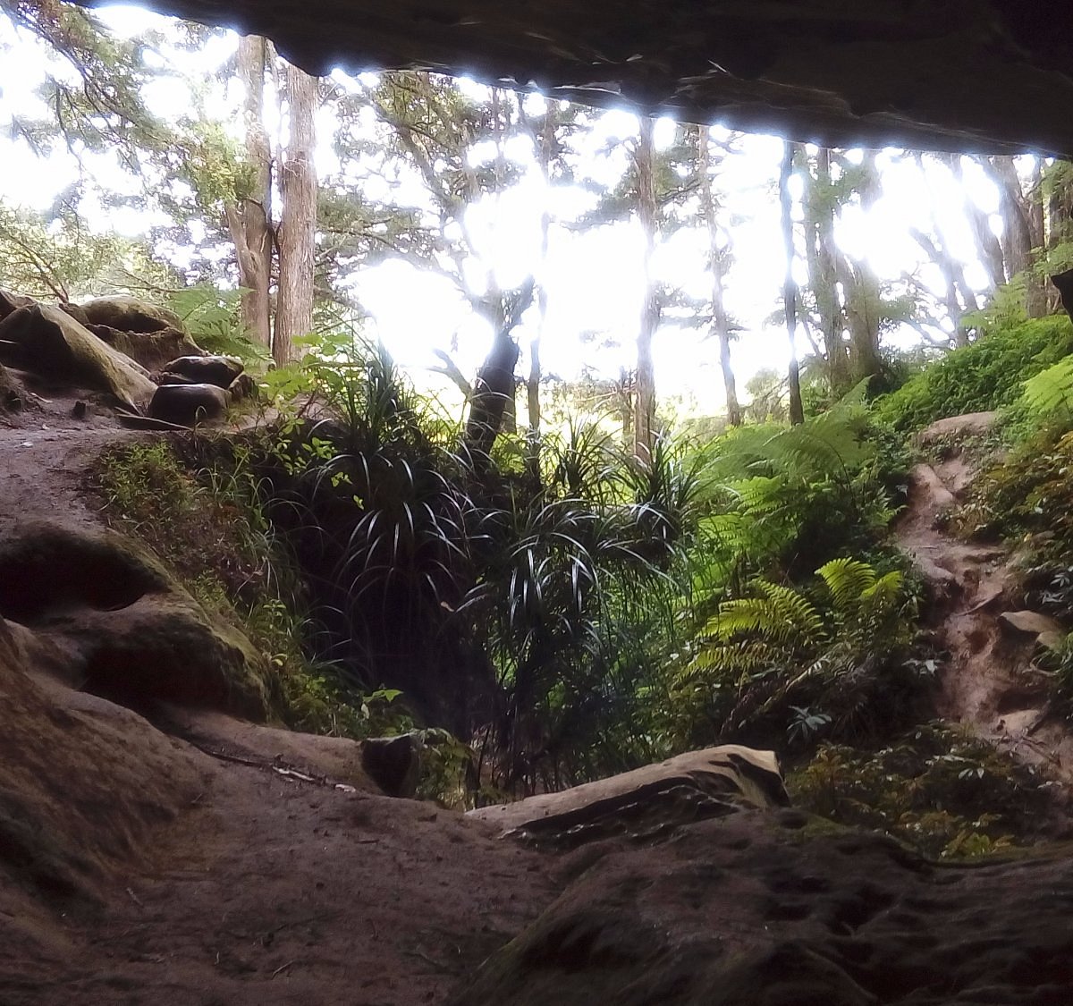 Waipu Caves Track - All You Need to Know BEFORE You Go (with