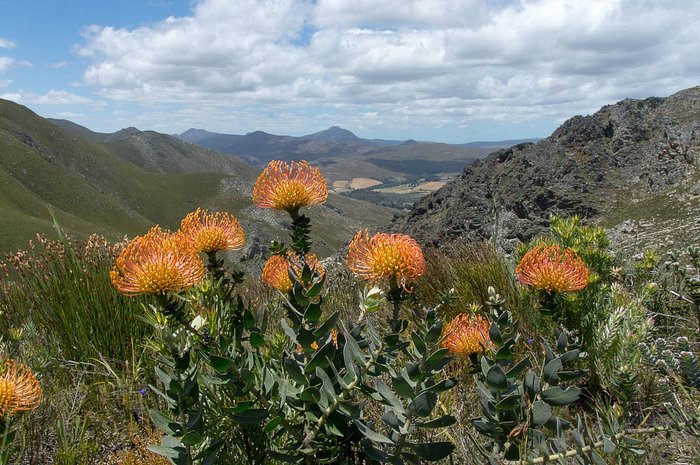 Pincushion Proteas