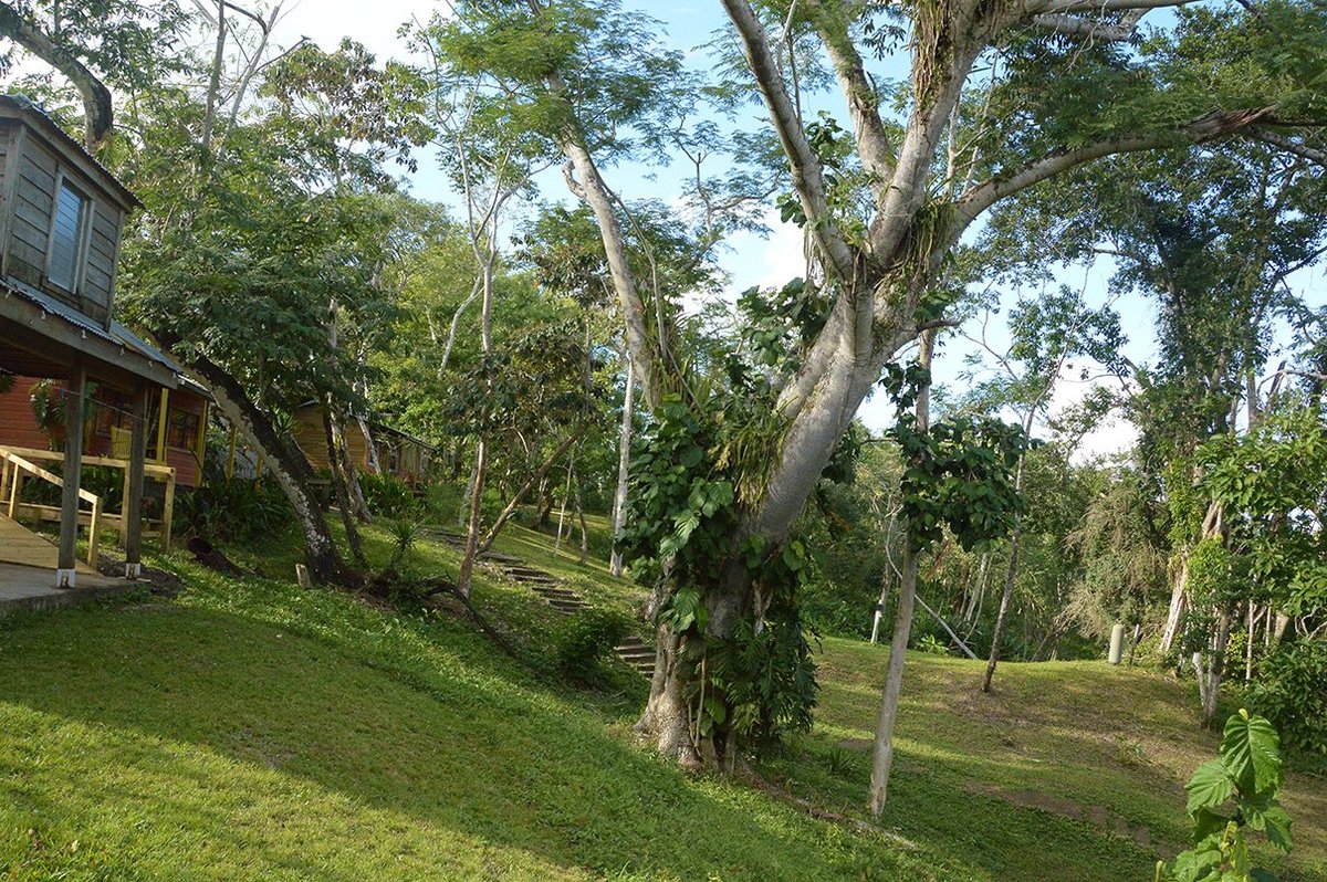 Howler monkey resort