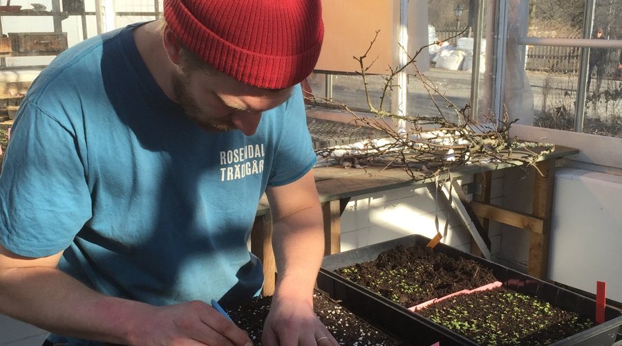 Spring duties in the greenhouse