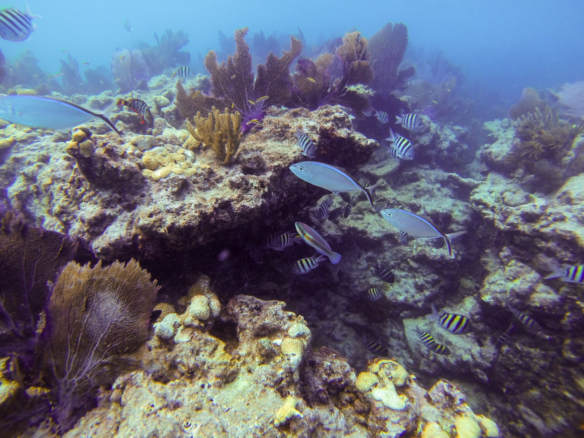 Sombrero Reef