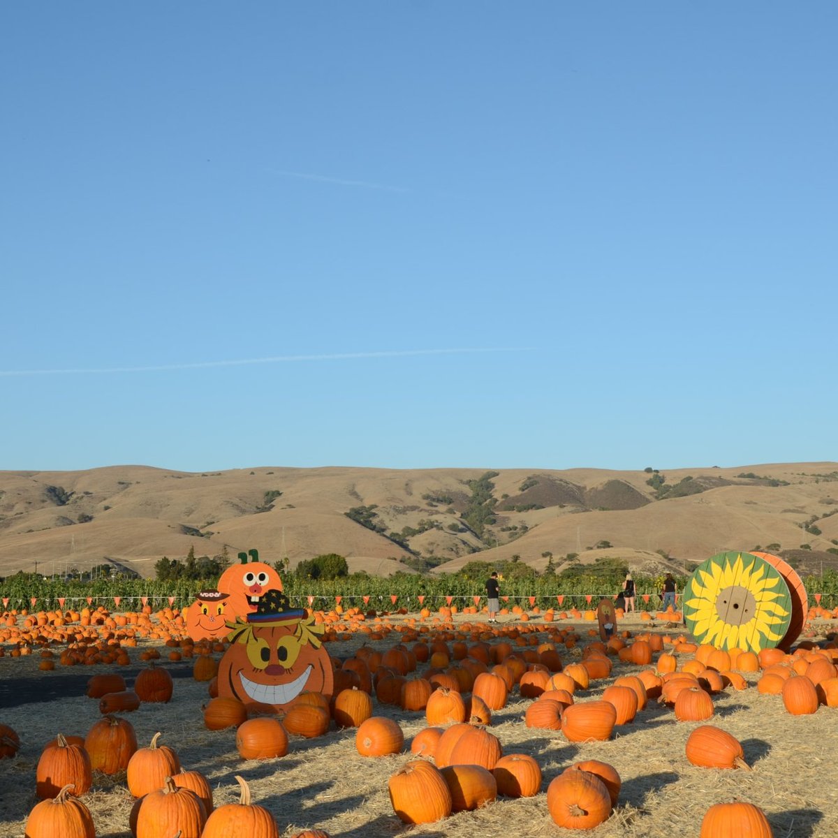 SPINA FARMS PUMPKIN PATCH (San José) 2023 Qué saber antes de ir Lo