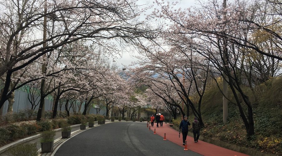 滿開的櫻花道。適合走路賞花的公園。免費