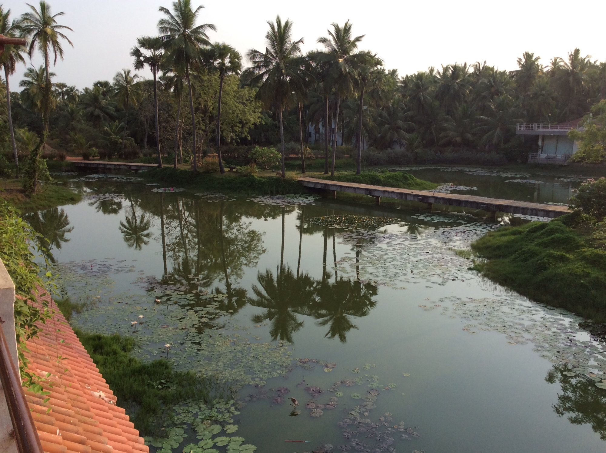 Sterling Palavelli Godavari Pool Pictures Reviews Tripadvisor