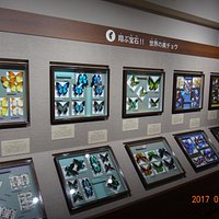 名和昆虫博物館 はいむるぶし分室