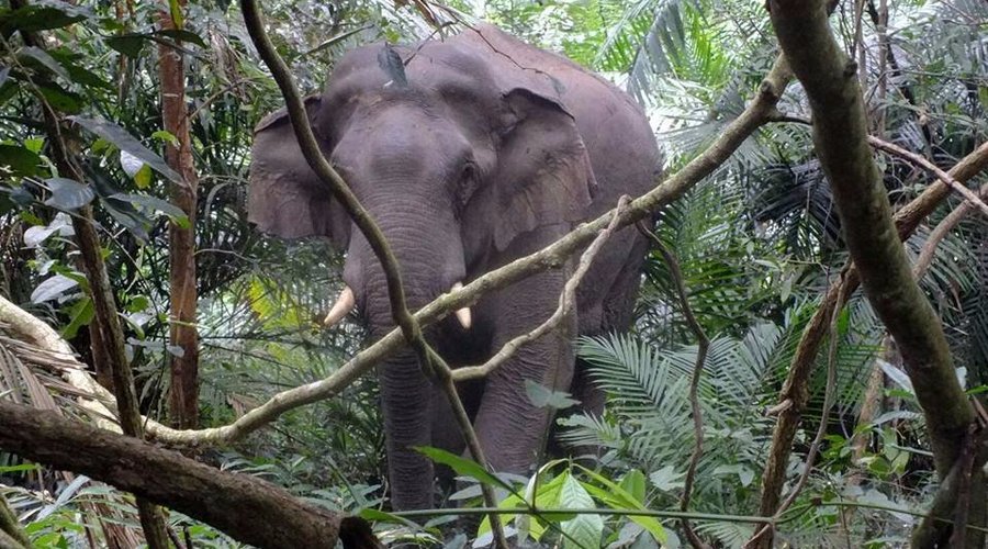 A wild elephant at Khao Yai National Park