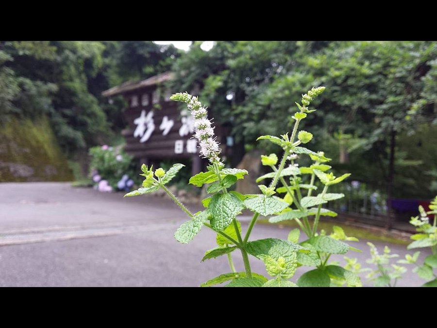 旅館 杉ヶ瀬 2021年最新の料金比較 口コミ 宿泊予約 トリップアドバイザー