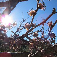 early spring tree flowers