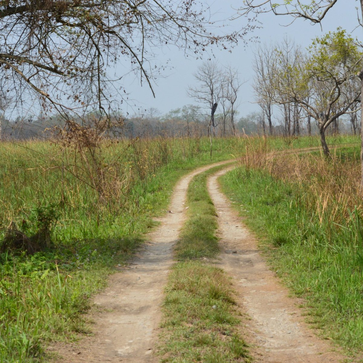 Orang National Park (Mangaldai) Aktuelle 2021 Lohnt es sich? (Mit