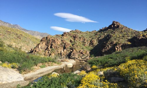 The glorious superbloom in the Indian Canyons, 2017.