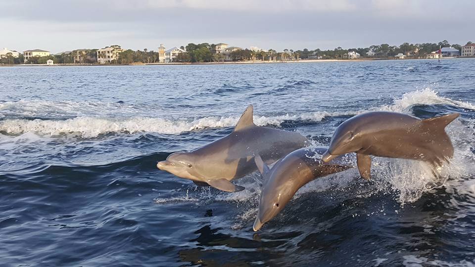 Surf's Up Dolphin Cruises (Orange Beach) - All You Need to Know BEFORE ...