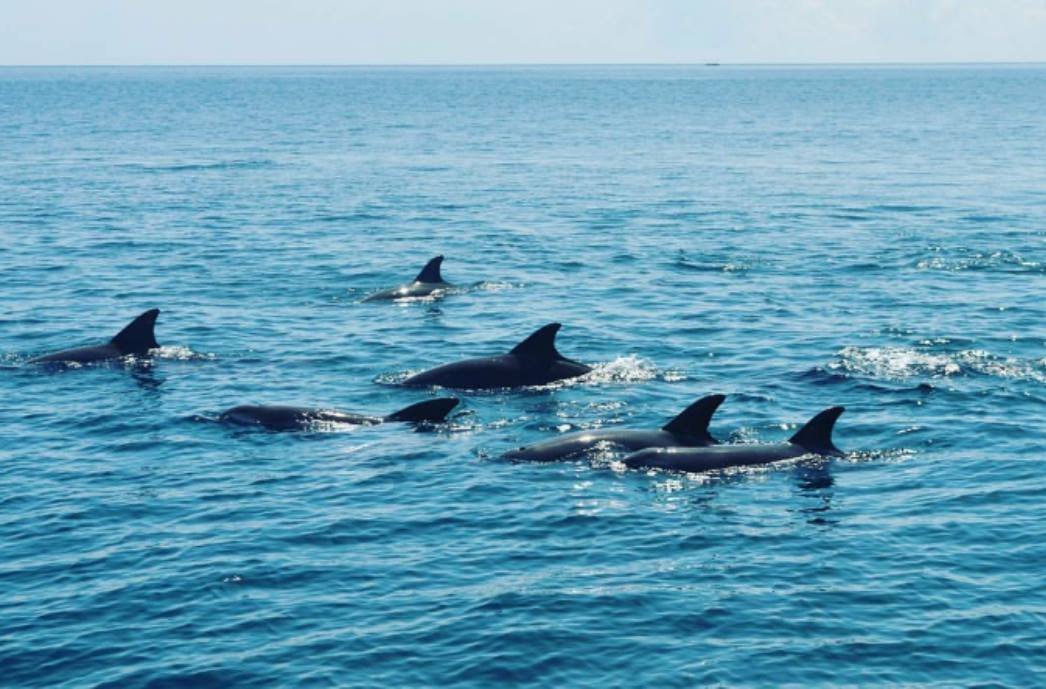 KisiteMpunguti Marine National Park and Reserve (Shimoni) Lohnt es sich?