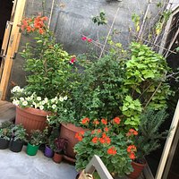 the flowery corner