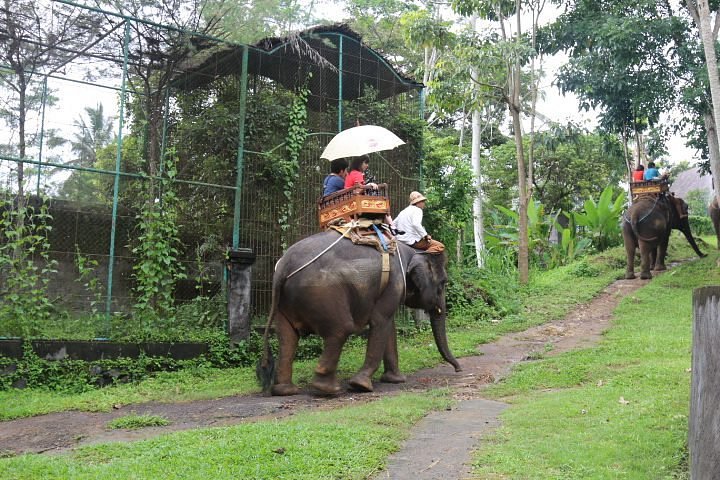 elephant trip bali