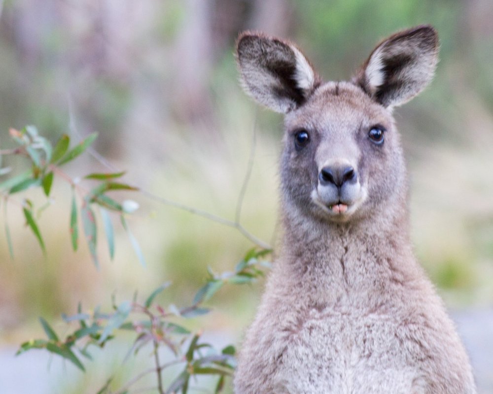 THE 15 BEST Things to Do in Canberra (2024) - Must-See Attractions