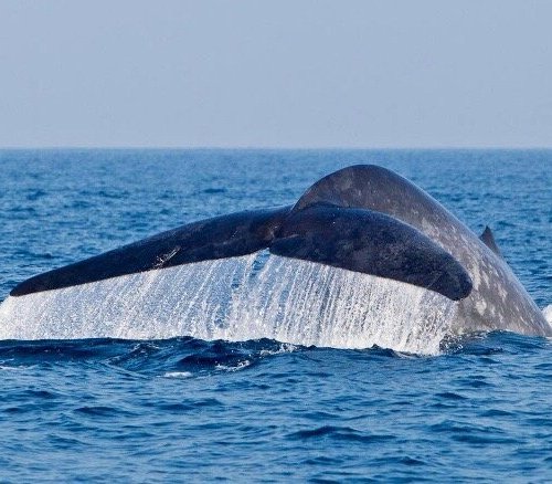 Whale watching holidays in 2024 & 2025 | Responsible Travel