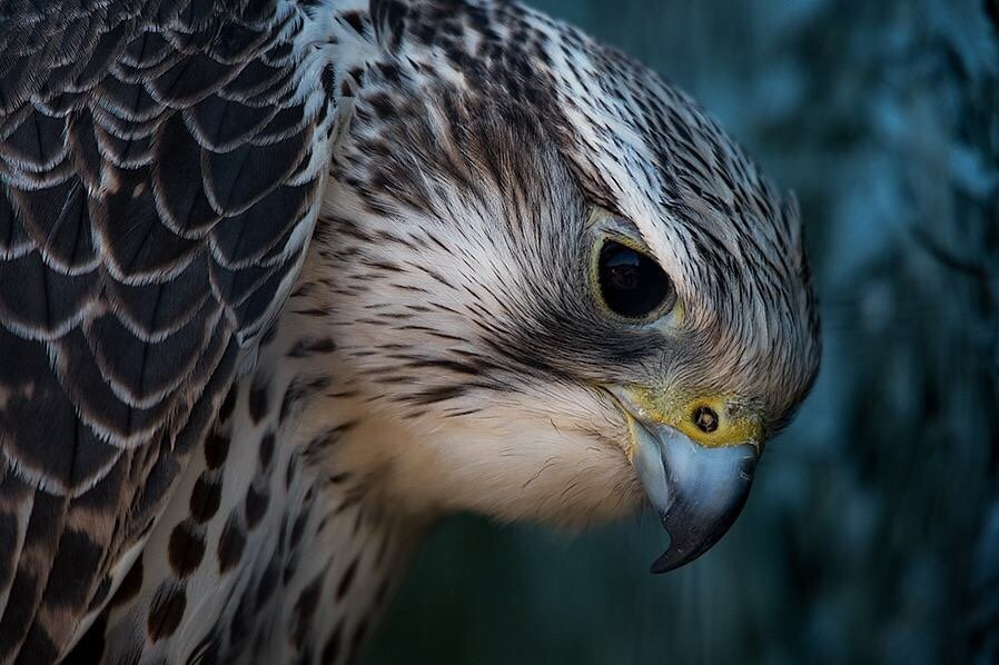 North Somerset Bird of Prey Centre - All You Need to Know BEFORE You Go ...